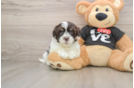 Sweet Bichon Havanes Purebred Puppy