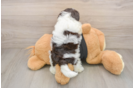 Funny Havanese Purebred Pup