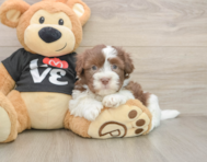 5 week old Havanese Puppy For Sale - Florida Fur Babies