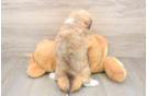 Havanese Pup Being Cute