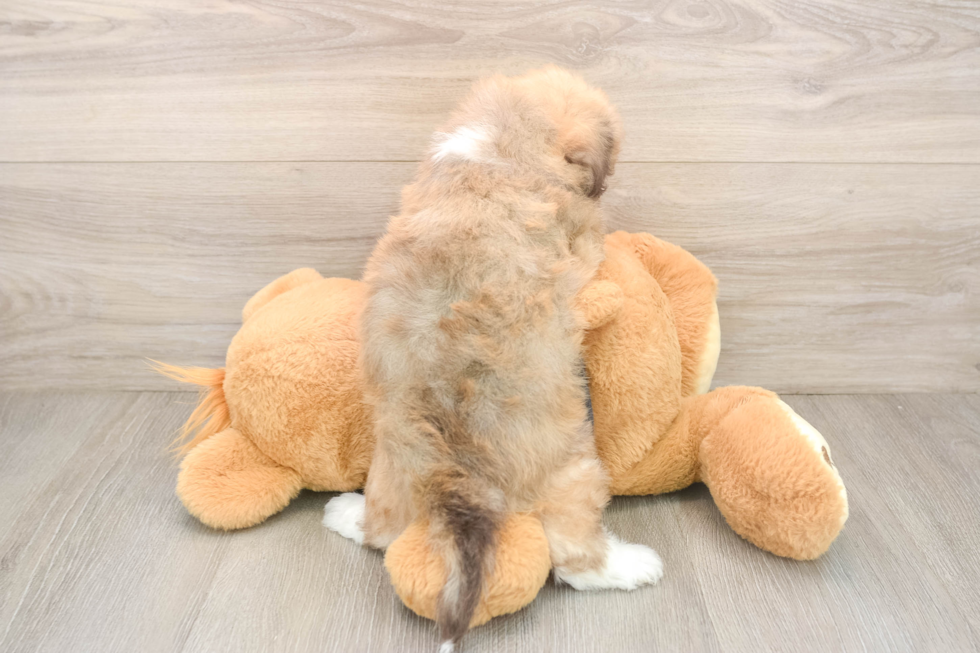 Havanese Pup Being Cute