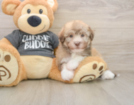 5 week old Havanese Puppy For Sale - Florida Fur Babies