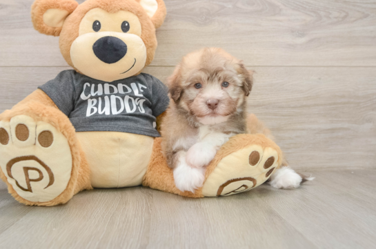 Havanese Pup Being Cute