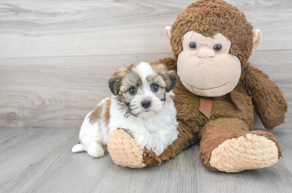 6 week old Havanese Puppy For Sale - Florida Fur Babies