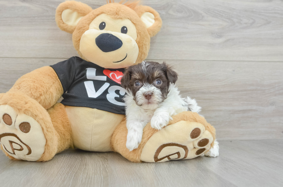 5 week old Havanese Puppy For Sale - Florida Fur Babies