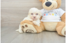 Cute Havaneser Purebred Puppy