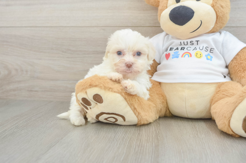 Cute Havaneser Purebred Puppy