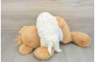 Havanese Puppy for Adoption