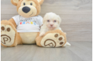 Havanese Puppy for Adoption