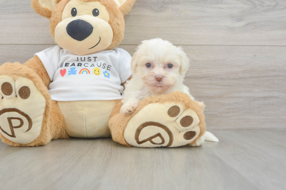 5 week old Havanese Puppy For Sale - Florida Fur Babies