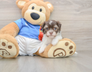 5 week old Havanese Puppy For Sale - Florida Fur Babies