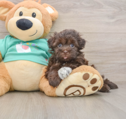 6 week old Havanese Puppy For Sale - Florida Fur Babies