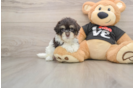 Best Havanese Baby