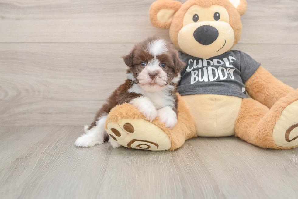 Cute Bichon Habanero Purebred Puppy