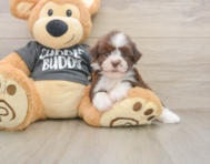 5 week old Havanese Puppy For Sale - Florida Fur Babies