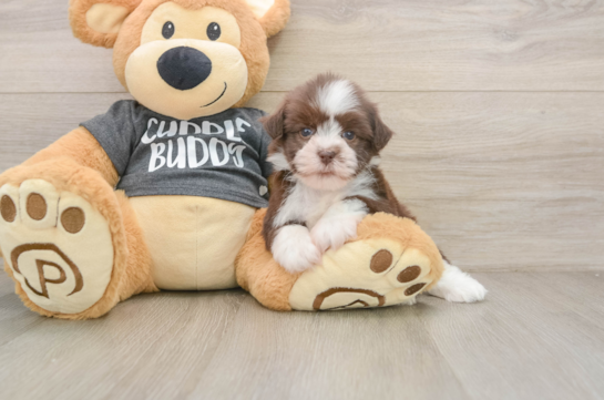 Havanese Pup Being Cute