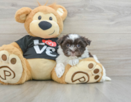 6 week old Havanese Puppy For Sale - Florida Fur Babies