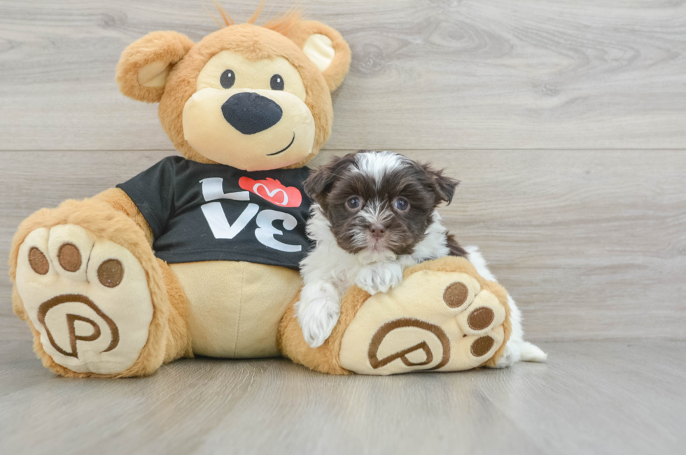 6 week old Havanese Puppy For Sale - Florida Fur Babies