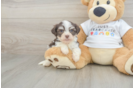 Havanese Pup Being Cute