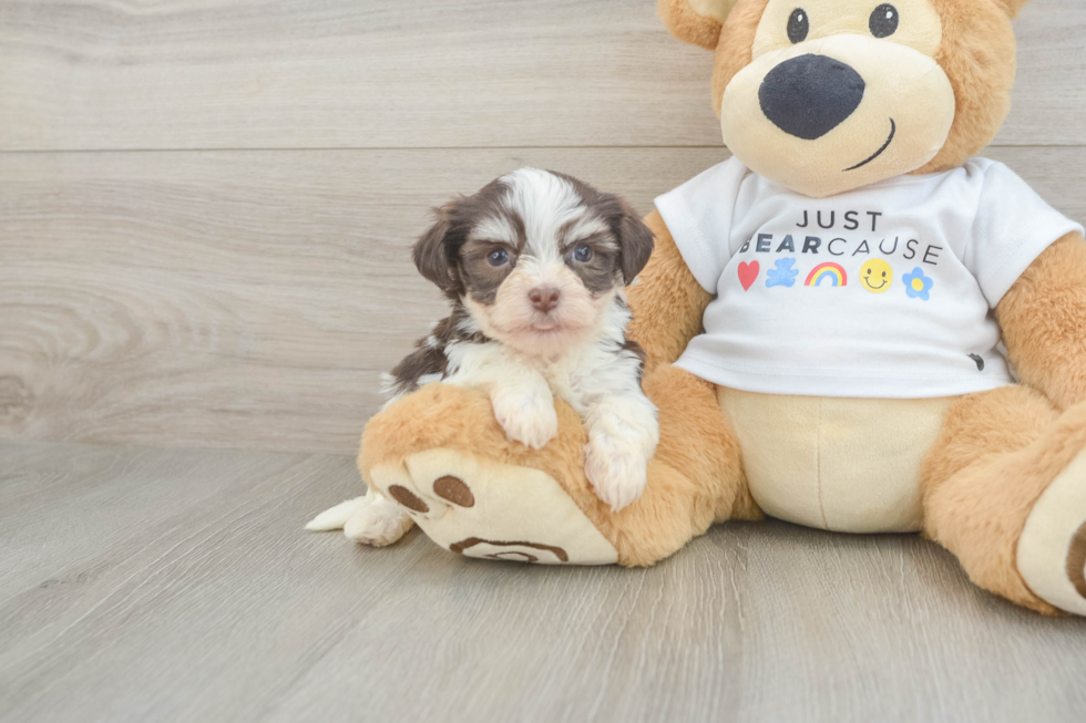 Havanese Pup Being Cute