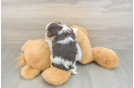 Hypoallergenic Havanese Purebred Pup