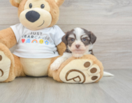 8 week old Havanese Puppy For Sale - Florida Fur Babies