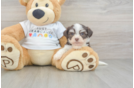 Best Havanese Baby