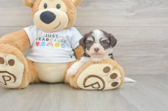 Best Havanese Baby