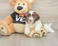5 week old Havanese Puppy For Sale - Florida Fur Babies