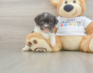 8 week old Havanese Puppy For Sale - Florida Fur Babies