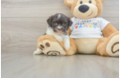 Havanese Puppy for Adoption