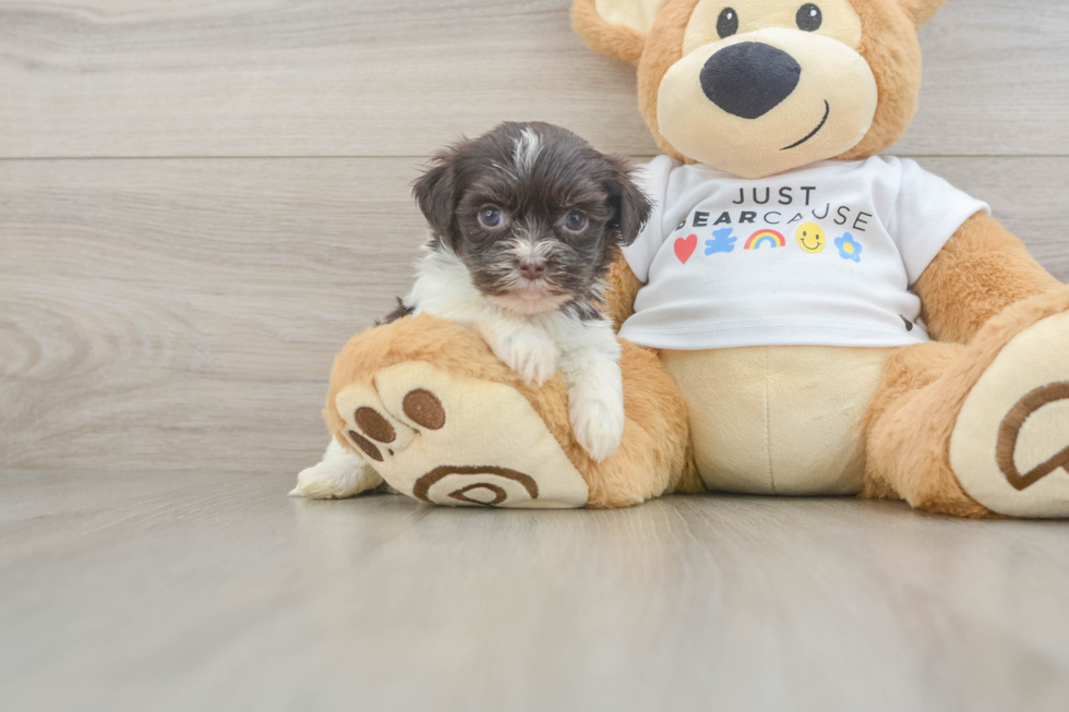 Havanese Puppy for Adoption