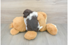 Playful Havanese Baby