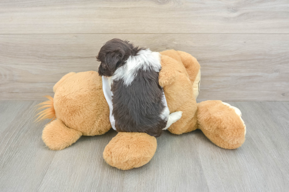Playful Havanese Baby
