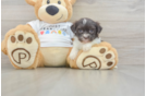 Havanese Pup Being Cute