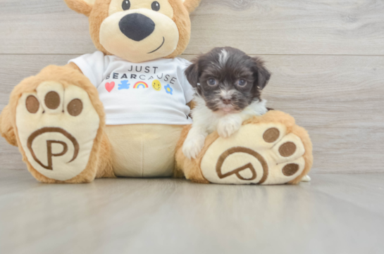 Havanese Pup Being Cute