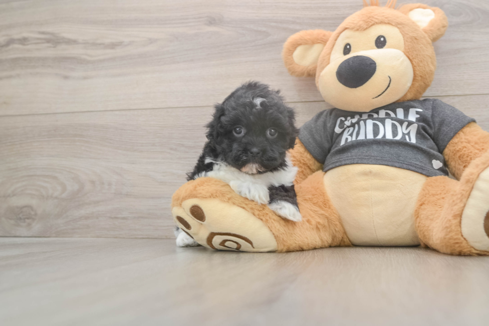 Meet Bev - our Havanese Puppy Photo  2/3 - Florida Fur Babies Best Havanese Baby