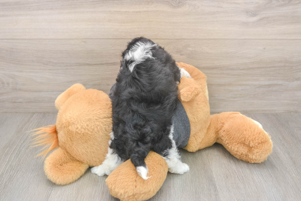 Meet Bev - our Havanese Puppy Photo  3/3 - Florida Fur Babies Best Havanese Baby