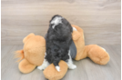 Meet Bev - our Havanese Puppy Photo  3/3 - Florida Fur Babies Best Havanese Baby