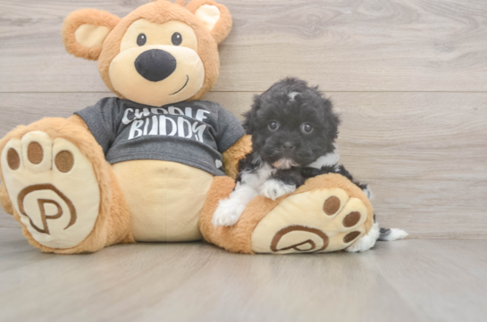 5 week old Havanese Puppy For Sale - Florida Fur Babies Best Havanese Baby