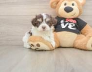 5 week old Havanese Puppy For Sale - Florida Fur Babies