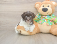 7 week old Havanese Puppy For Sale - Florida Fur Babies
