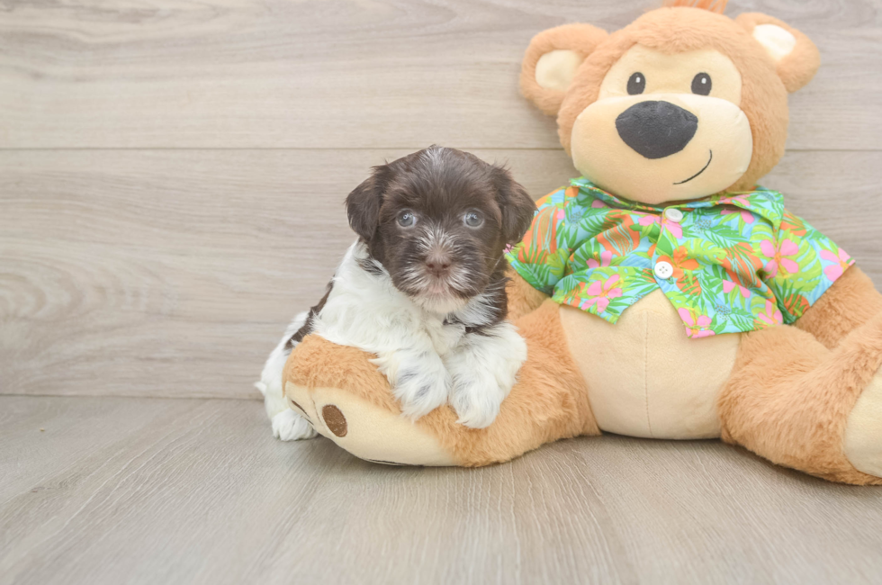 5 week old Havanese Puppy For Sale - Florida Fur Babies