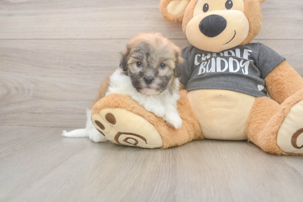 Meet Bobby - our Havanese Puppy Photo  2/3 - Florida Fur Babies Fluffy Havanese Cuban Bichon Purebred Puppy