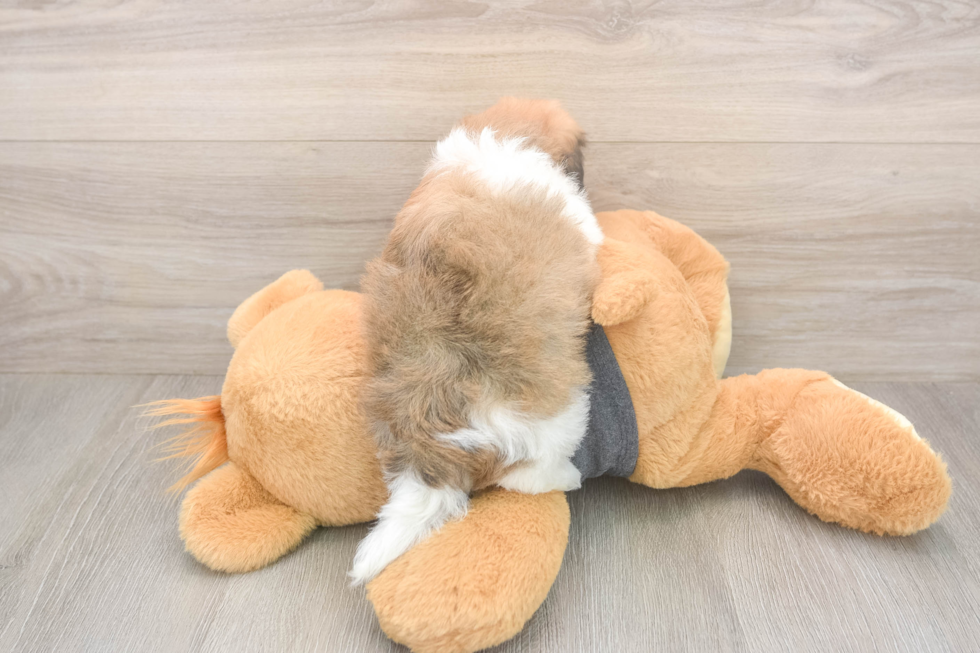 Meet Bobby - our Havanese Puppy Photo  3/3 - Florida Fur Babies Playful Havanese Purebred Pup