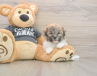 6 week old Havanese Puppy For Sale - Florida Fur Babies