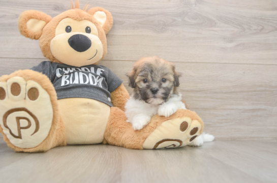 5 week old Havanese Puppy For Sale - Florida Fur Babies Popular Havanese Purebred Pup