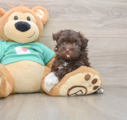 6 week old Havanese Puppy For Sale - Florida Fur Babies