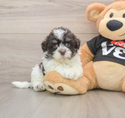6 week old Havanese Puppy For Sale - Florida Fur Babies