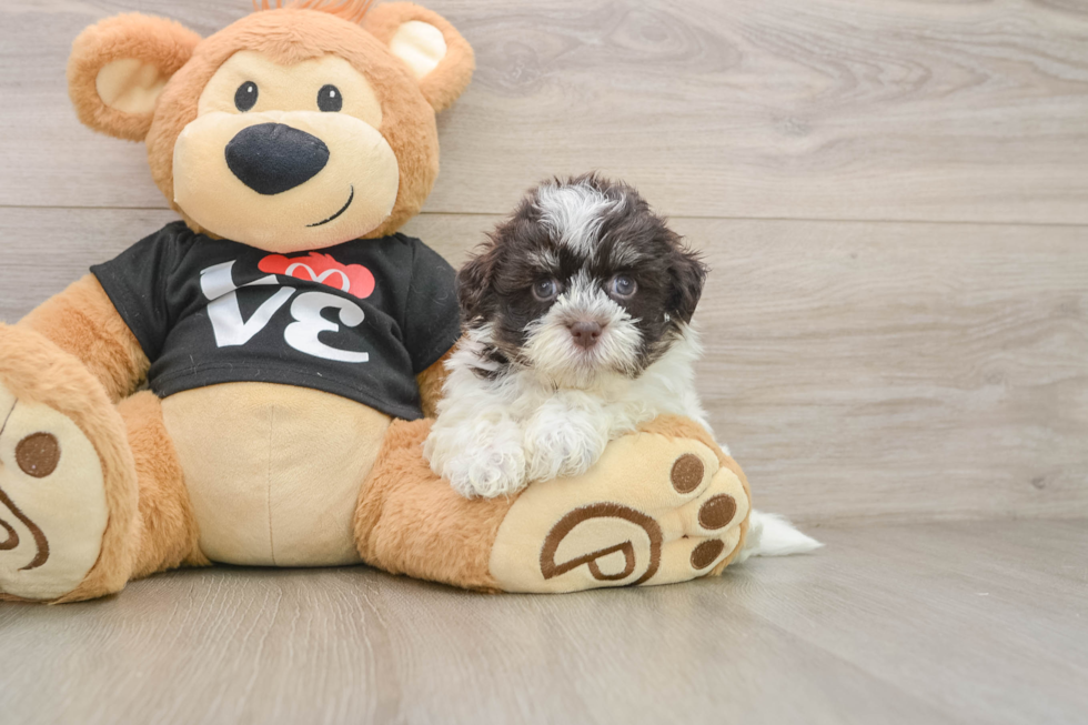 Fluffy Havanezer Purebred Puppy